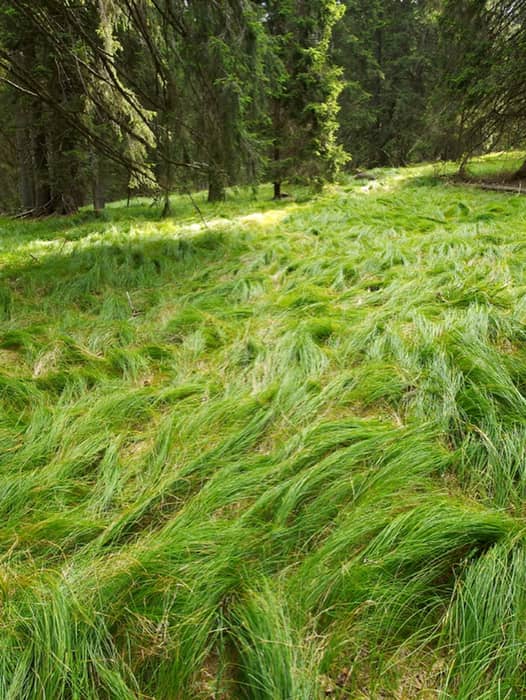 A peaceful grassy clearing in the middle of the forest