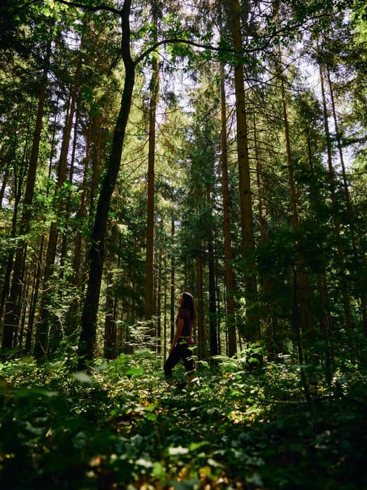 A walk through the green forest, where we find peace, fresh air, and a connection with nature among the trees.