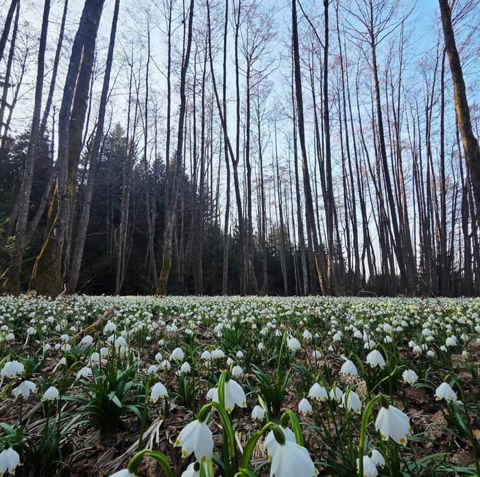 A spring forest with tall trees and white snowdrops