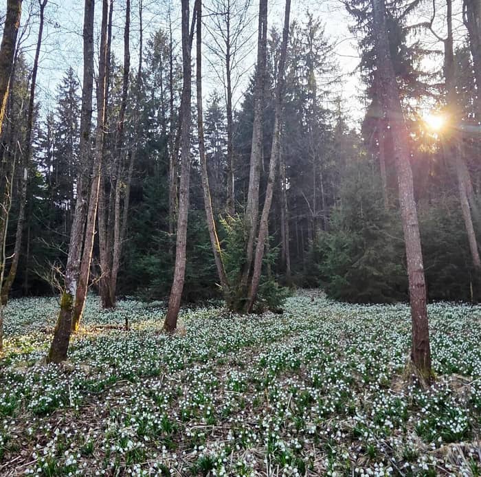 A forest with tall trees and blooming snowdrops that cover the forest floor in spring.