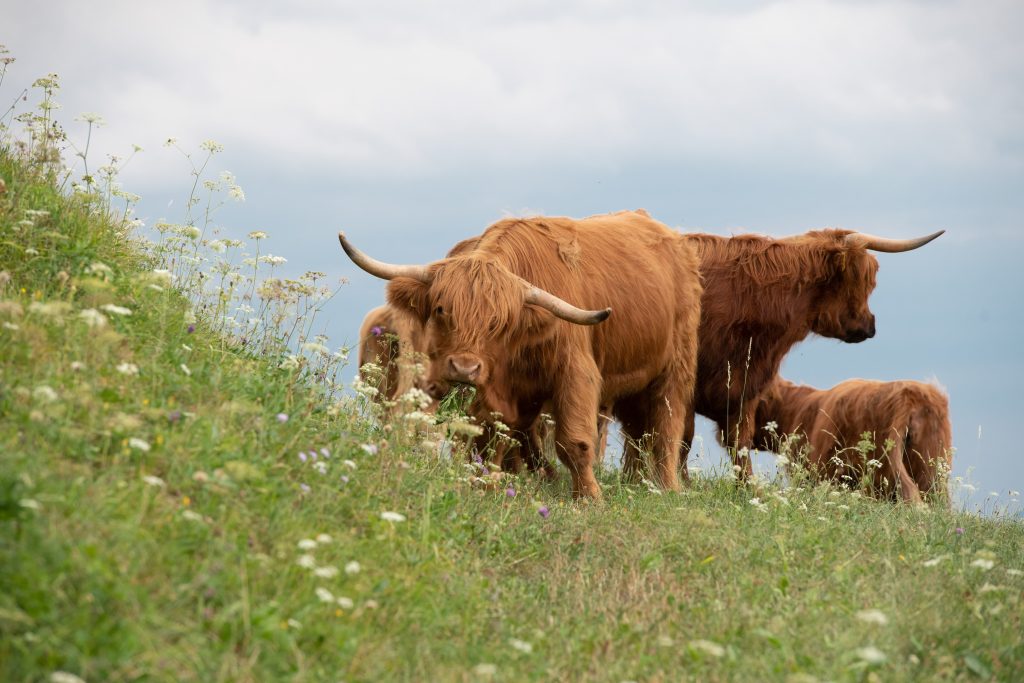 A herd of Highland cattle on green pastures.