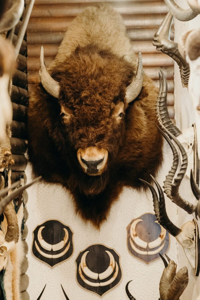 In the hunting room, visitors discover a rich collection of trophies and taxidermied animals that showcase the diversity of the animal world. The image shows a taxidermied bison head. 