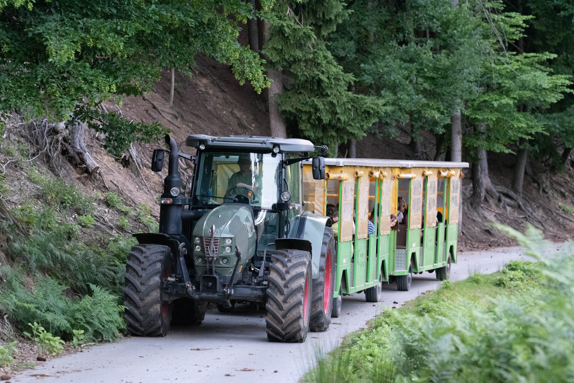 With their own tourist train, visitors embark on a tour of the enclosure of fallow deer and mouflons and learn interesting facts about life on the farm.