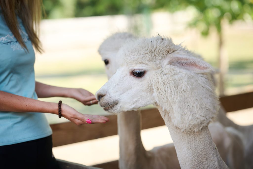 Yoga among alpacas, relaxation in nature, and socializing with gentle animals.