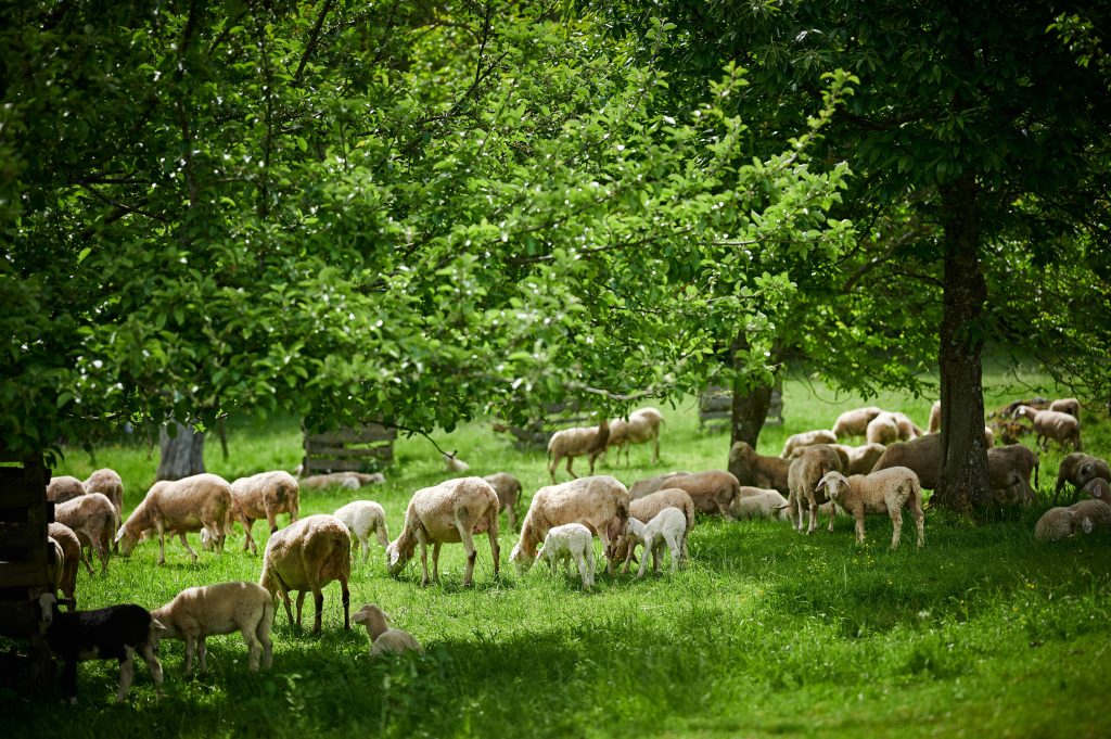 Sheep and lambs grazing on a green meadow.