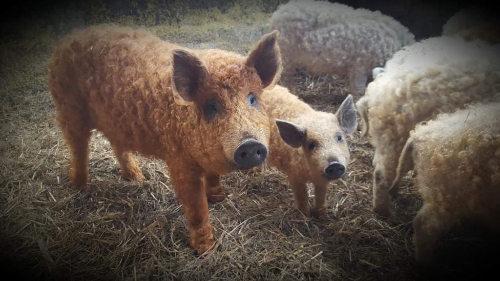 At the farm, visitors are also delighted by smaller, adorable piglets that enhance the tour of the animal world on the property.