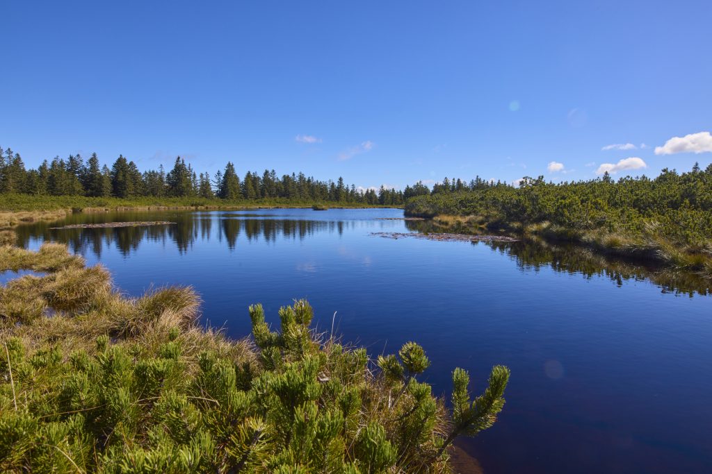Idilično jezero, obdano z ruševjem in edinstveno barjansko pokrajino.