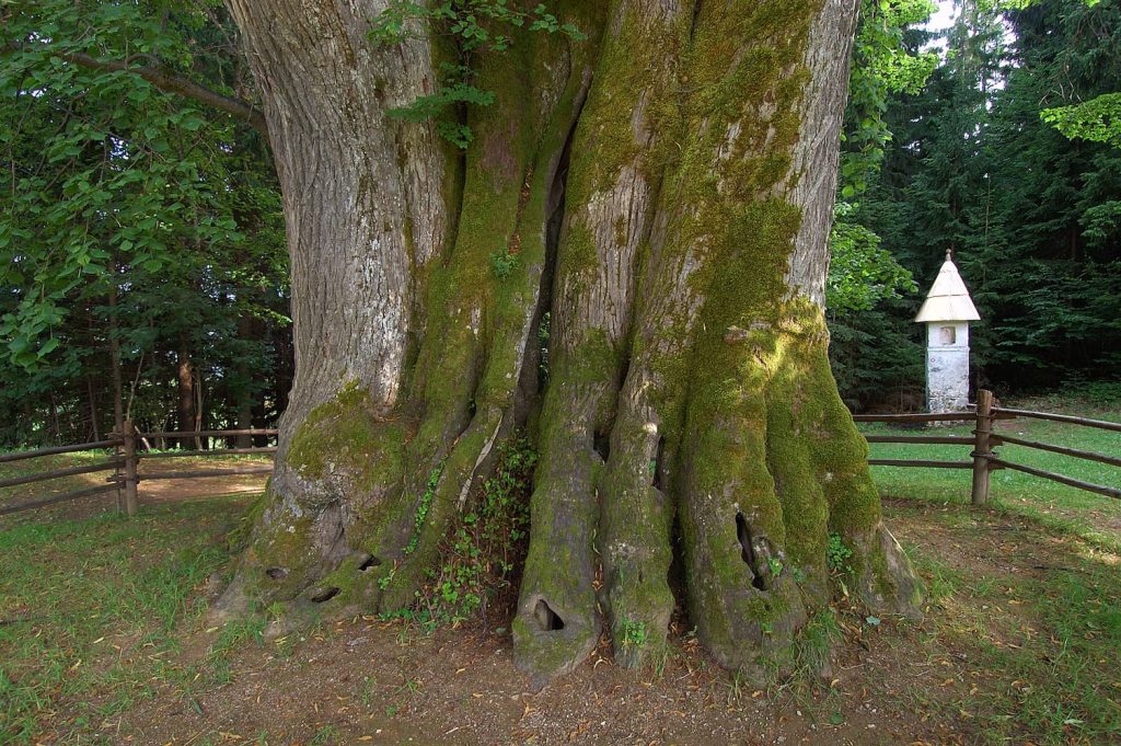 An approximately 700-year-old linden tree on Ludranski Vrh, considered the thickest tree in Slovenia.