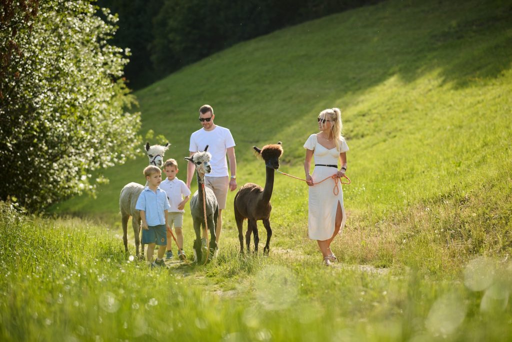 A relaxed walk with alpacas in the embrace of nature.