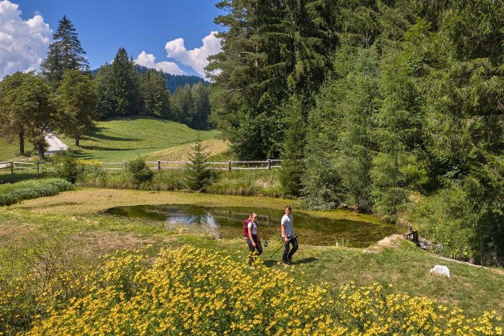 A peaceful forest path leads past green meadows, a pond, and flowering areas