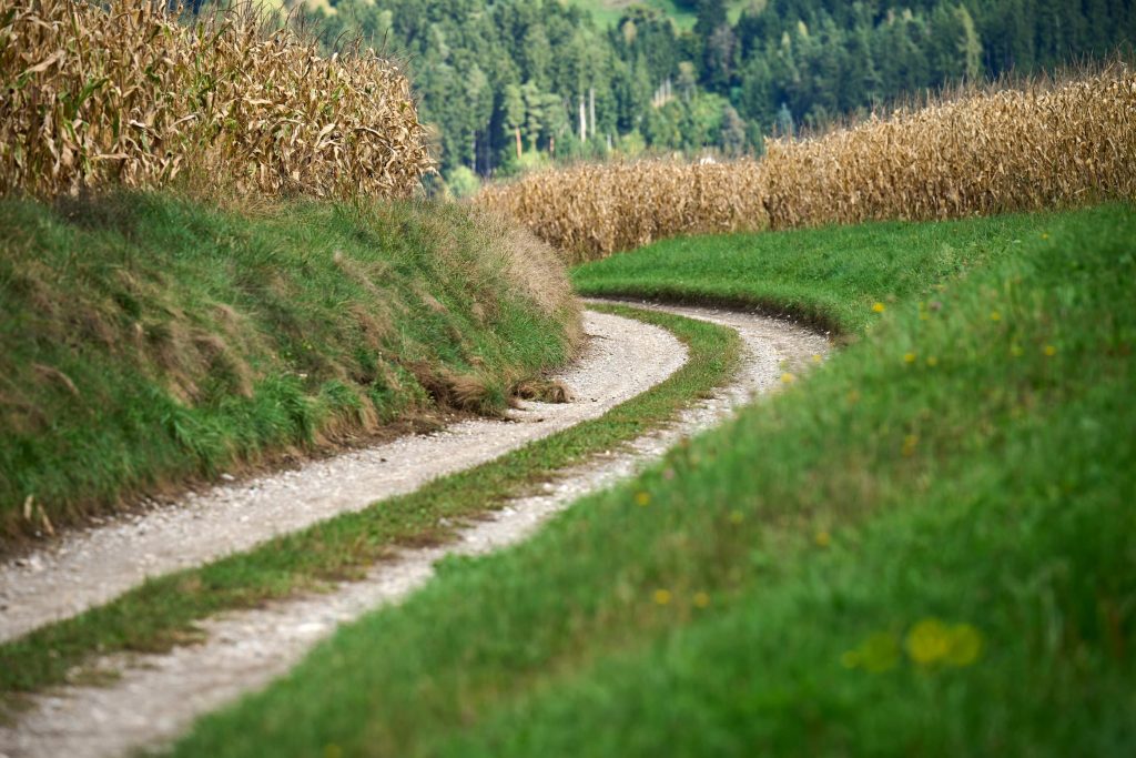 Path along cornfields in Libeliče, Koroška